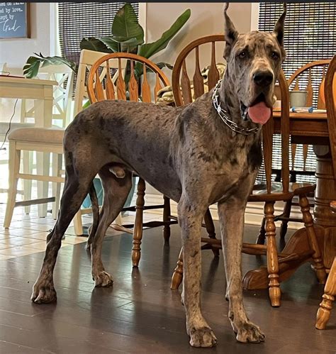 Titus: 1 year old AKC Euro Blue Merle Great Dane - Great Dane Puppies ...