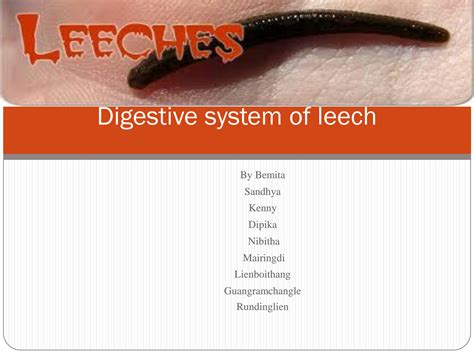 SOLUTION: Digestive system of leech,anatomy - Studypool