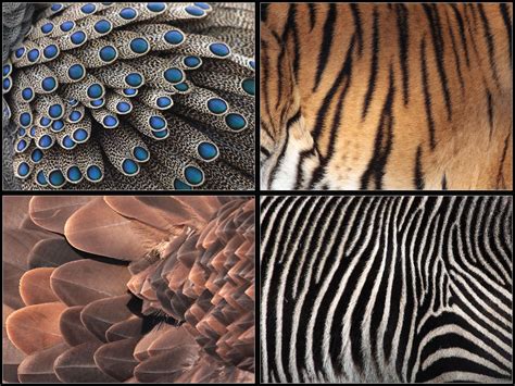 Patterns Fur And Feathers by cycoze on DeviantArt