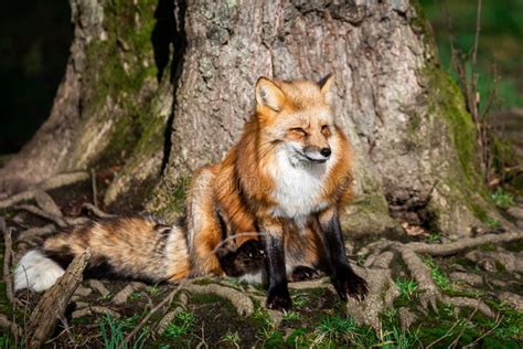 Red fox in the forest stock photo. Image of little, furry - 173946306