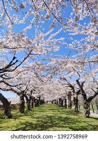 Full Bloom Cherry Blossom Goryokaku Hakodate Stock Photo 1392758969 | Shutterstock