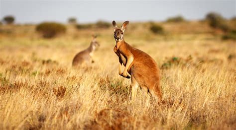 Red Kangaroo (Macropus rufus) | about animals