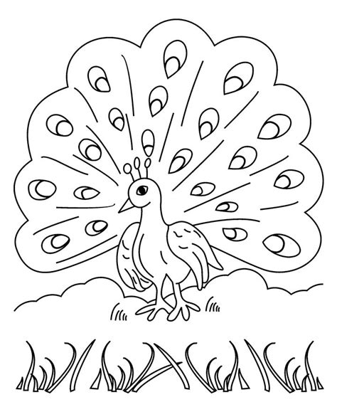 Peacock Coloring Pages Free - Enjoy Coloring | Peacock coloring pages ...