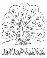 Peacock Coloring Pages Free  Enjoy coloring sketch template