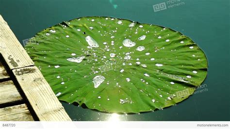 Water Drops On The Lotus Leaf (Nelumbo Nucifera). Lotus Effect Stock video footage | 8487720