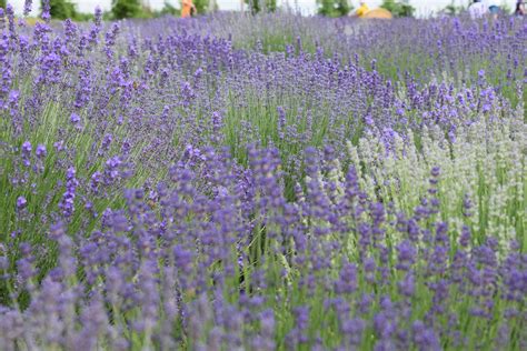 Lavender Flower Field · Free Stock Photo