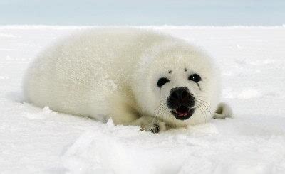 Harp Seal Facts For Kids | Harp Seal Habitat