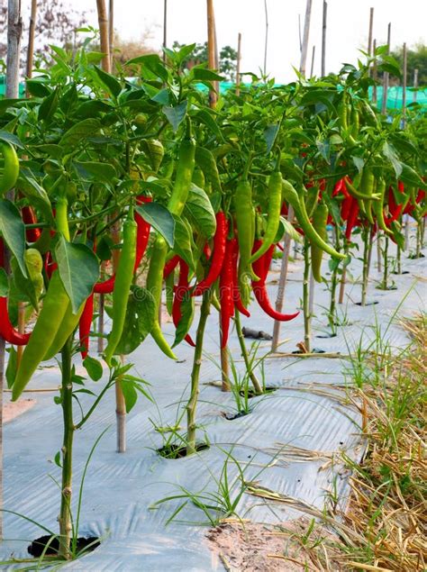 46,506 Red Chilli Plant Stock Photos - Free & Royalty-Free Stock Photos from Dreamstime