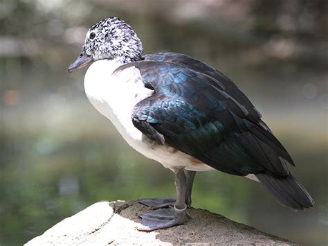 American Comb Duck | Alexandria Zoo