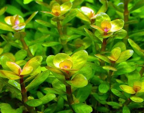 Rotala Water Plants for Aquarium (4 Stems), Live Plants for Aquarium Tank, Aquarium Live Plants ...