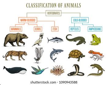 Classification Animals Reptiles Amphibians Mammals Birds Stock Vector ...