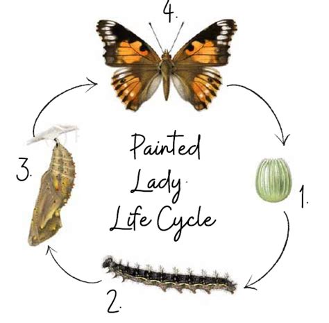 Week One: Life Cycle & Larvae - Adventures in Arts Education