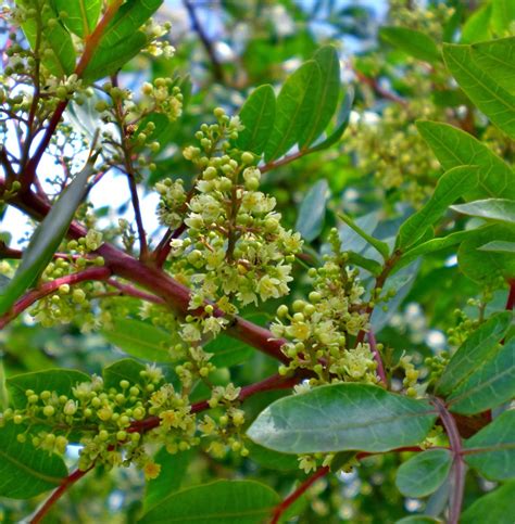 Schinus terebinthifolius | Flores colombia