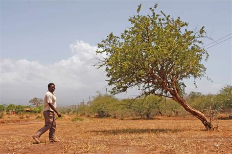 The Tree – African Blackwood Conservation Project