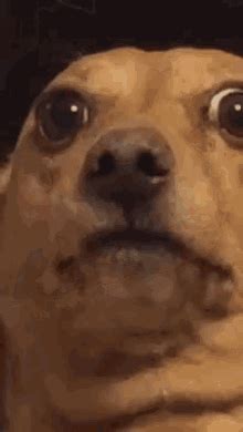 Scared Dog Funny GIFs | Tenor