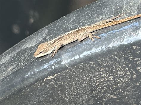 Anolis carolinis : r/Anoles