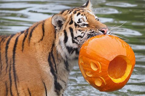 Boo at Whipsnade Zoo this Halloween! | Discover Animals