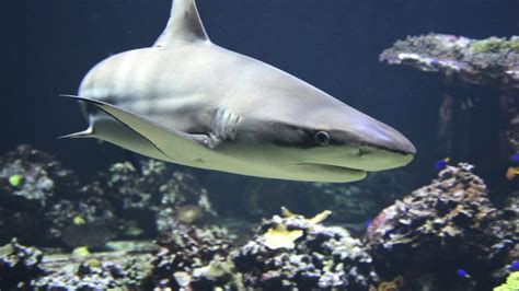 Our Senior Biologist on the Folly Beach Shark Encounter - South ...