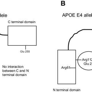 The six genotypes of the apolipoprotein e (APOE) gene | Download Table