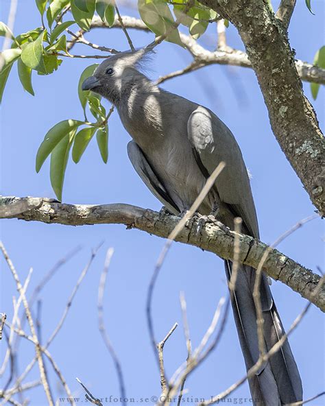 Grey Go-away-bird - Grey Lourie - Corythaixoides concolor - Grå tofsturako - Svartfoton.se ...