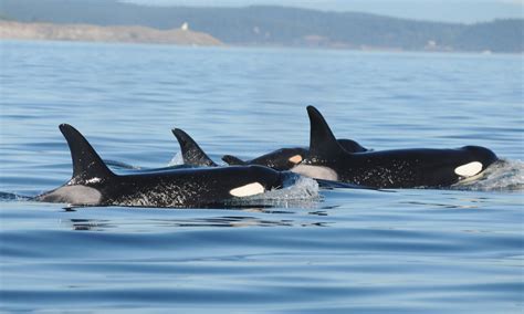 Baby orca spotted in Puget Sound pod | The Spokesman-Review