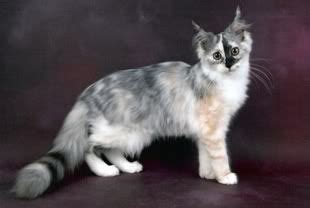 long haired dilute calico kittens - Cammy Montague