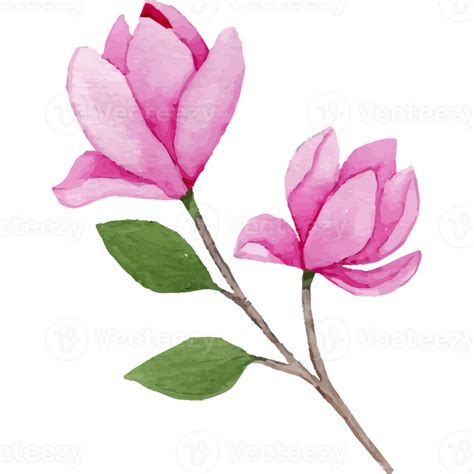 Magnolia Flower, floral Clip art Element Transparent Background 24628576 PNG