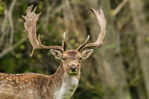 Forest of Dean Wildlife & Nature Diary: May Wildlife