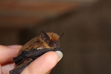 The Small Common Pipistrelle - Bat Facts and Information