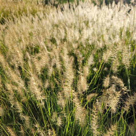 Pennisetum alopecurioudes 'Hameln' Pennisetum 'Hameln' from Plantworks ...