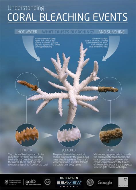 Global coral 'bleaching' threatens reef survival - Medill Reports Chicago