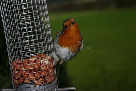 Robin stock image. Image of bird, fauna, feeder, nuts - 49137577