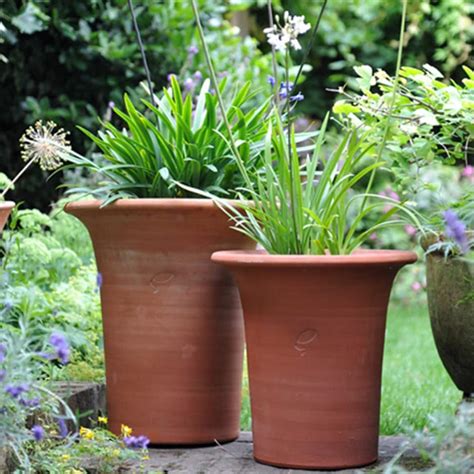 Agapanthus and flared pot combination