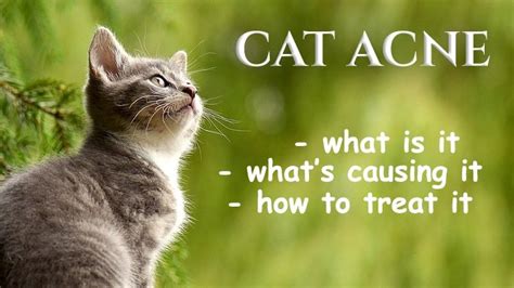 Cat Acne - Causes And Treatment - Catological