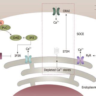 Modulation of intracellular calcium homeostasis by caffeine. Caffeine... | Download Scientific ...