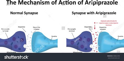 Aripiprazole Mechanism Action Stock Illustration 298822298 | Shutterstock