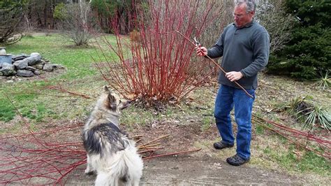 Pruning Red-Twig Dogwood to keep it red, young and vigorous. - YouTube