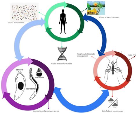 Medical Sciences | Free Full-Text | An Overview of Malaria Transmission Mechanisms, Control, and ...