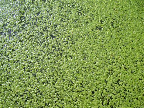 21stcenturynaturalist: Duckweed as a Biomonitor