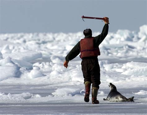 The Business of Seal Clubbing