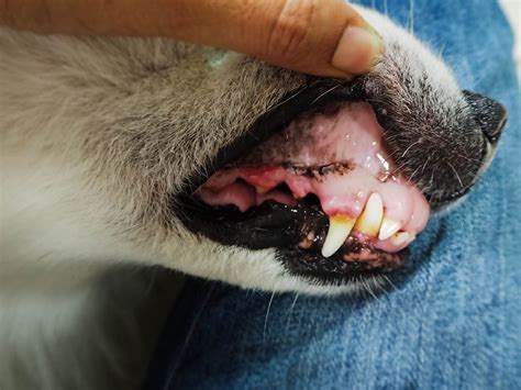 What Causes A Dogs Gums To Turn White