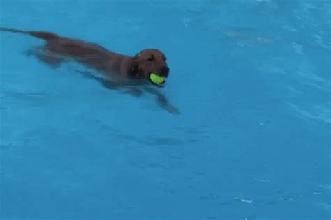 Puppies Dogs Swimming Pool Summer GIFs - Find & Share on GIPHY