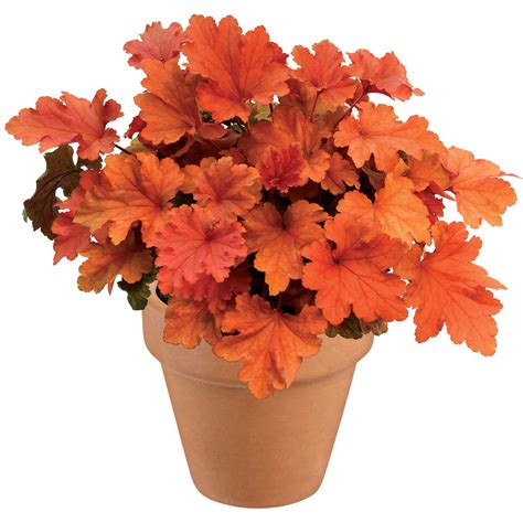 Heuchera ‘Paprika’ | TERRA NOVA® Nurseries, Inc.