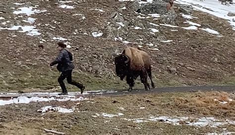 Watch: Yellowstone bison has no patience for law-breaking tourist