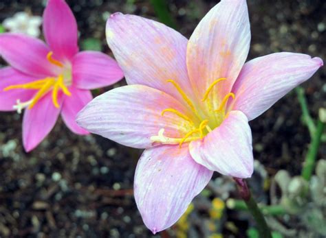 Rain Lilies: Plant Care and Collection of Varieties - Garden.org