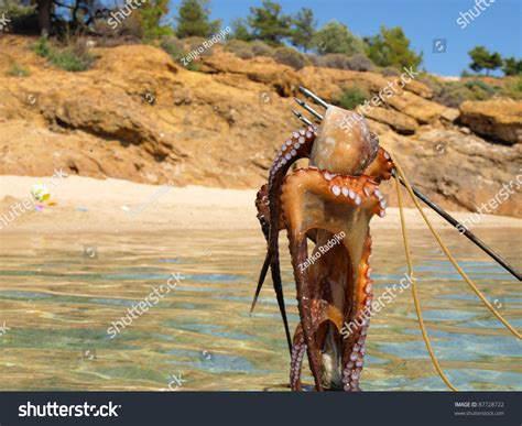 Octopus Hunting Stock Photo 87728722 - Shutterstock