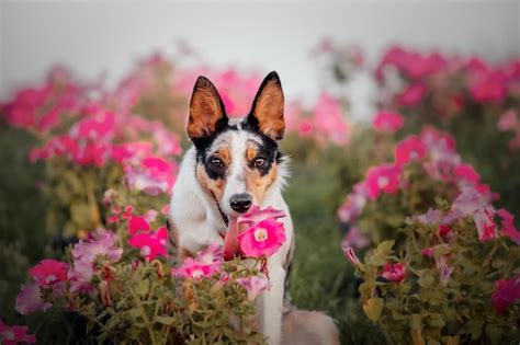 Premium Photo | A dog in a field of flowers with a flower in the ...