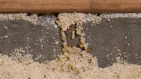 Watch as termites make mud tube formations around a real home's foundation, demonstrating it's ...