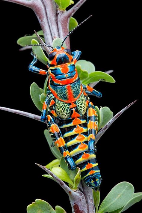 Rainbow Grasshopper on Octotillo by Bob Jensen on 500px | Bugs and insects, Beautiful bugs, Cool ...