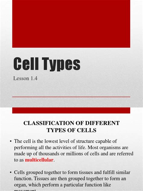 Cell Types | PDF | Epithelium | Tissue (Biology)